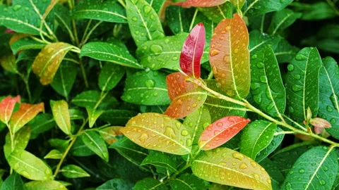 Water drops on green leaf Stock Footage 194998959
