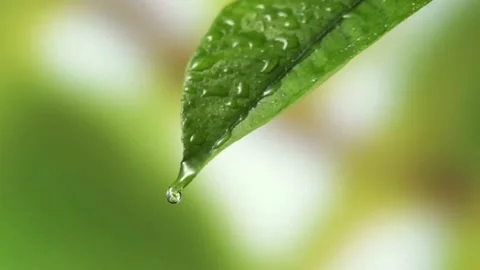 Water drops on green leaf Video stock 215648326