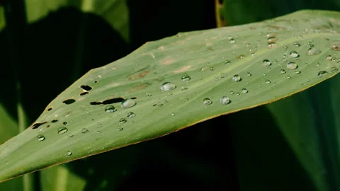 Water drops on green leaf Stock Footage 261266695