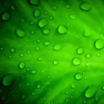 Water drops on green leaf macro background. Vector Stock Illustration