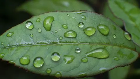 Water Drops on Green Leaf Macro Stock Photos