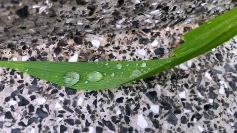 Water drops on green leaf over stone pavement background Vídeos de archivo 329625086