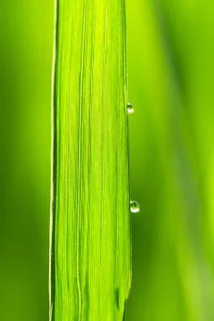 Water drops on a green leaf Stock Photos
