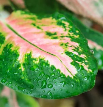 Water drops on green leaf Foto stock