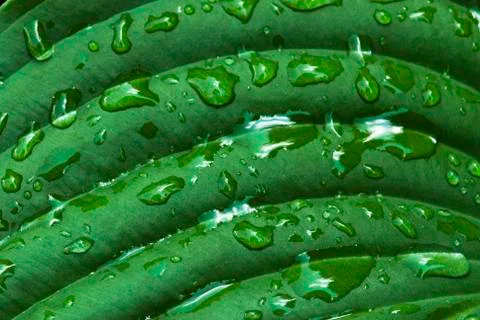 Water drops on the green leaf Stock Photos