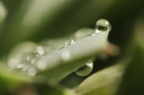 Water drops on green leaf Stock Photos