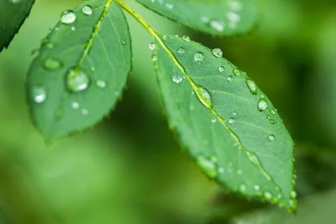 Water drops on green leaf Stock Photos