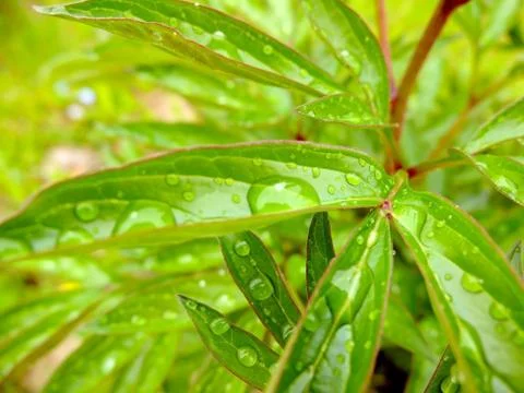 Water drops on green leaf Foto stock