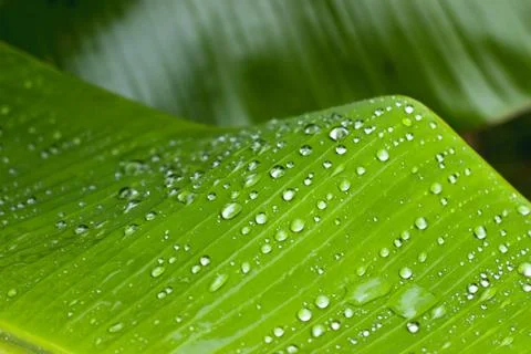 Water Drops On Green Leaf Stock Photos