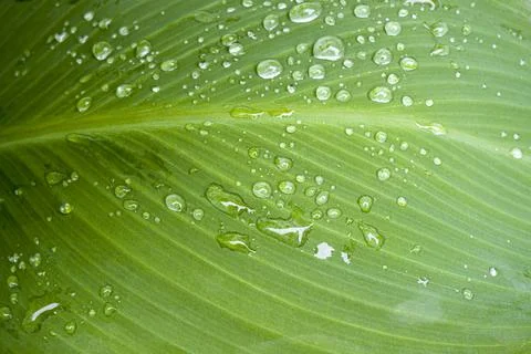 Water drops on the green leaf, Stock Photos