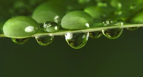 Water drops on green leaf. Stock Photos