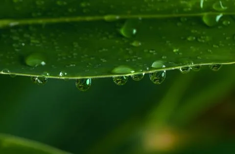 Water drops on green leaf. Foto stock