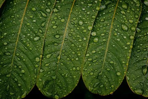 Water drops on green leaf Stock Photos