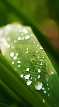 Water drops on green leaf Stock Photos