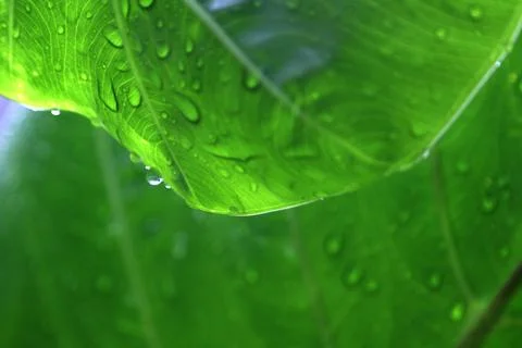 Water drops on green leaf Stock Photos