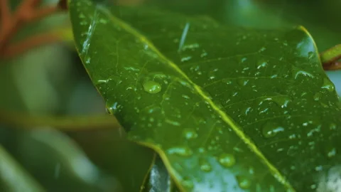 Water Drops on Green Leaf. Rain Drops Dripping From Green Leaves Magnolia D.. Video stock 330806271