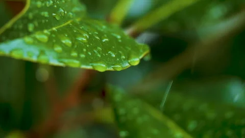 Water Drops on Green Leaf. Rain Drops Dripping From Green Leaves Magnolia D.. Video stock 330806990