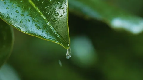 Water Drops on Green Leaf. Rain Drops Dripping From Green Leaves Magnolia D.. Video stock 330807297
