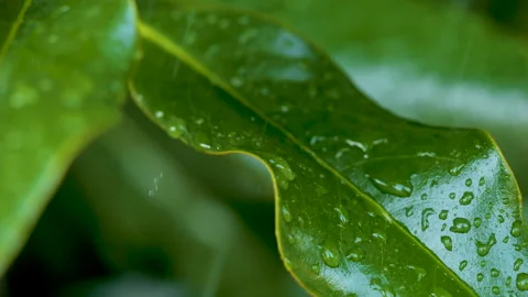 Water Drops on Green Leaf. Rain Drops Dripping From Green Leaves Magnolia D.. Stock Footage 330808366