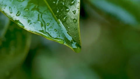 Water Drops on Green Leaf. Rain Drops Dripping From Green Leaves Magnolia D.. Video stock 330809017