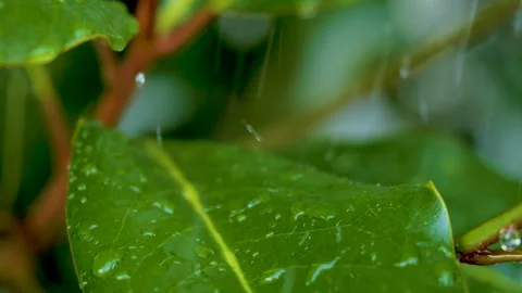 Water Drops on Green Leaf. Rain Drops Dripping From Green Leaves Magnolia D.. Stock Footage 330809201