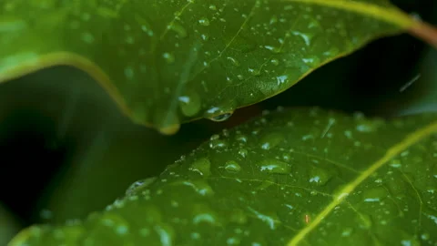 Water Drops on Green Leaf. Rain Drops Dripping From Green Leaves Magnolia D.. Stock Footage 330809515