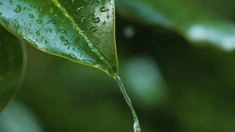 Water Drops on Green Leaf. Rain Drops Dripping From Green Leaves Magnolia D.. Stock Footage 332787746