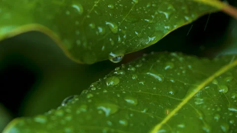 Water Drops on Green Leaf. Rain Drops Dripping From Green Leaves Magnolia D.. Stock Footage 332793045