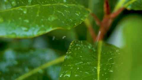 Water Drops on Green Leaf. Rain Drops Dripping From Green Leaves Magnolia D.. Stock Footage 332793315