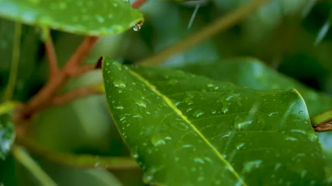 Water Drops on Green Leaf. Rain Drops Dripping From Green Leaves Magnolia D.. Stock Footage 332794307