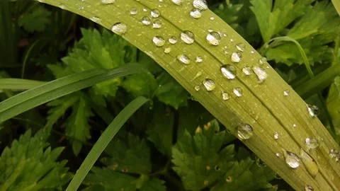 Water drops on green leaf, spring and natural environment concept, summer time Stock Footage 164452349