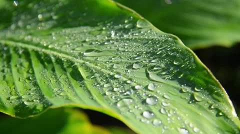 Water drops on green leaf surface Stock Footage 41685165