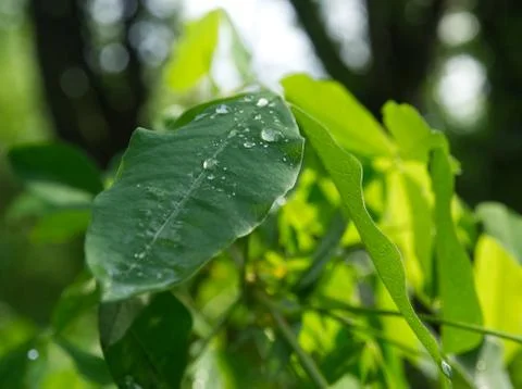 Water drops on a green leaf surface Stock Photos