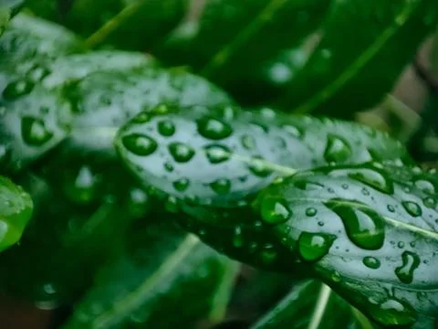 Water Drops On Green Leaf Surface Foto stock