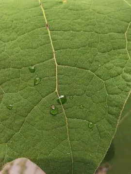 Water Drops On Green Leaf Surface Stock Photos