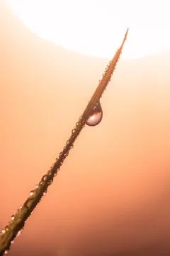 Water drops on a green leaf in a winter morning Stock Photos
