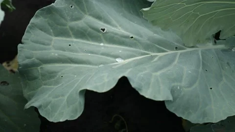 Water Drops on Green Leaf of Young Cabbage. Agricultural Plants. Video stock 202218068
