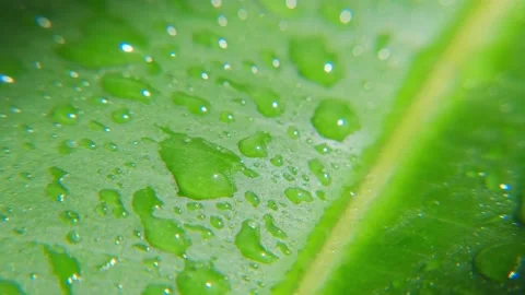 Water drops on green leaves. Macro. Видео 201412324