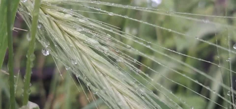 Water Drops on Green Wheat Spike 動画素材 336131454