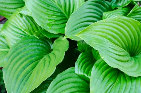 Water drops of hosta leaf Stock Photos
