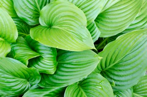 Water drops of hosta leaf Stock Photos