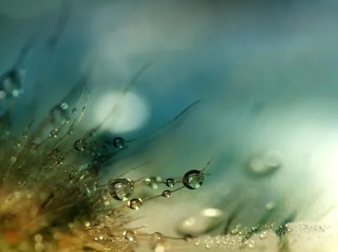 Water drops Stock Illustration