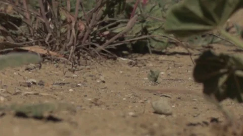 Water drops impacting dry desert dirt slow moton Stock Footage 71111802