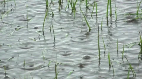 Water Drops on a Lake 動画素材 752629