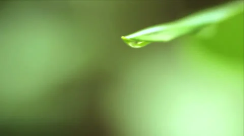 Water drops on leaf 01 Stock Footage 22852541