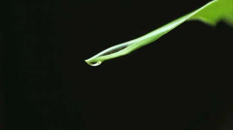 Water drops on leaf 02 Stock Footage 22851645