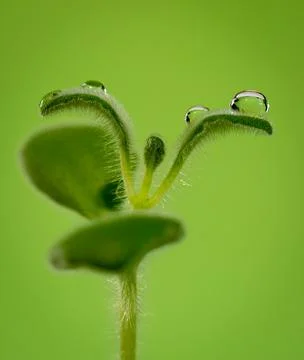 Water drops on the leaf 2 Stock-Fotos