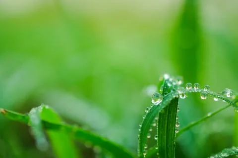 Water drops on leaf for background Stock Photos