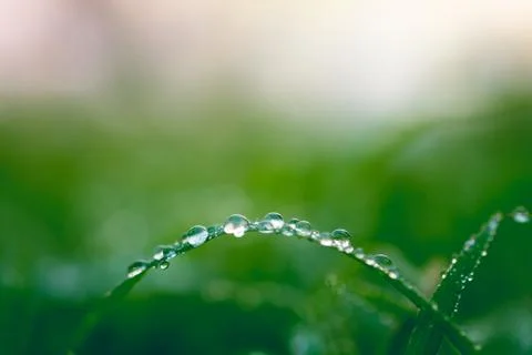 Water drops on leaf for background Stock Photos