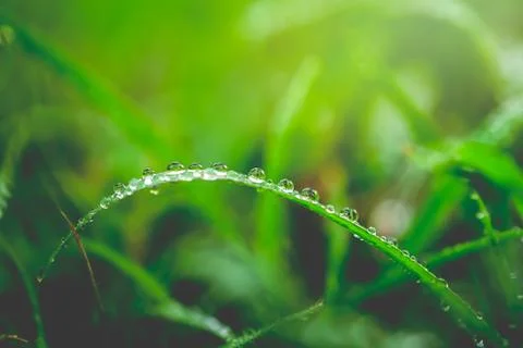 Water drops on leaf for background Stock Photos